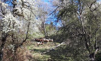 A rural area with blooming trees and green grass. In the background, cows can be seen.