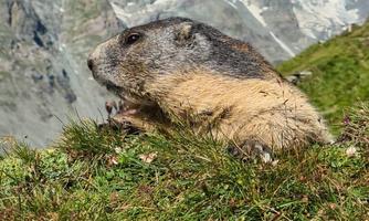 A groundhog is sitting on a meadow with green vegetation. In the background, there are snow-covered mountains and a clear blue sky.