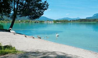 A quiet lake with clear water and gentle waves. Some swans and ducks are by the shore, surrounded by beautiful nature.