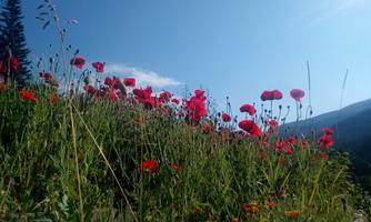 A blooming field of red poppies under a clear blue sky. In the background, gentle hills and trees are visible.