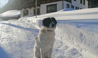 A dog is sitting in the snow in front of a building. The landscape is wintery and sunny.