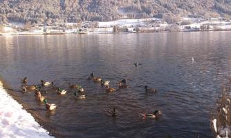 A group of ducks swims in the clear water of a lake. In the background, snow-covered mountains and houses can be seen.