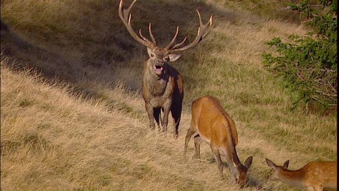 Hirschbrunft im Nationalpark erleben