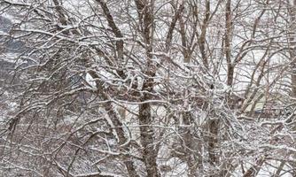 A bare tree in the snow, surrounded by a wintry landscape. The sky is gray and there is fresh snow on the ground.