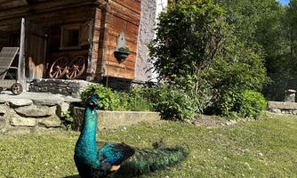 A magnificent peacock stands on the green grass in front of a wooden hut. In the background, trees and a blue sky are visible.