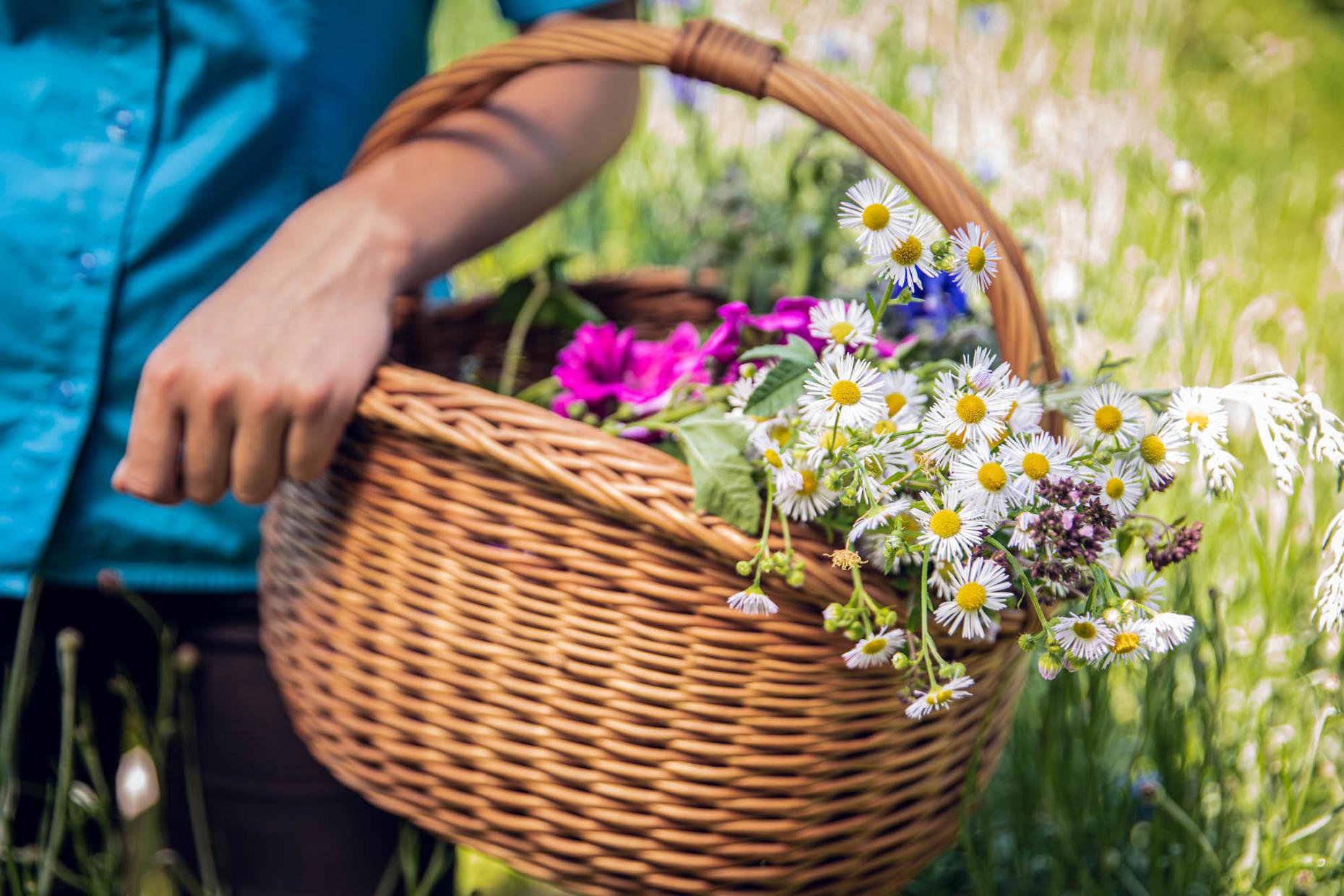 Korb mit Wildblumen und pinken Blumen, von Hand gehalten, auf einer Wiese