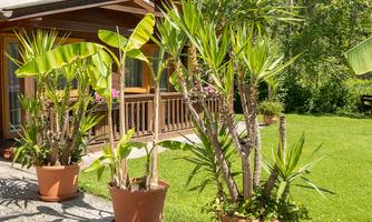 A green garden landscape with large potted plants in front of a wooden house. The lawn is well-maintained and the atmosphere feels inviting.