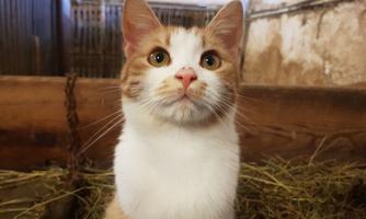 A curious cat with orange and white fur is sitting in a barn. The background features hay bales and a rustic atmosphere.