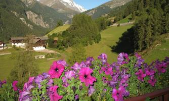 A beautiful alpine landscape with blooming purple flowers in the foreground. In the background, green meadows and majestic mountains can be seen.