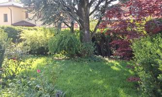 A beautiful garden with green grass and colorful plants. In the background, there is a large tree and a house.