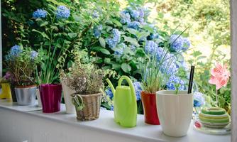 Colorful flower pots with different plants are on a window sill. In the background, blue flowers are blooming.
