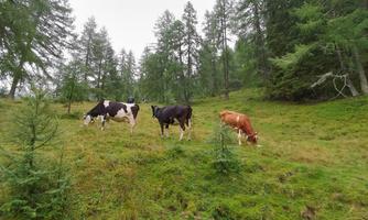 A meadow with cows grazing, surrounded by coniferous trees. The sky is cloudy, creating a tranquil landscape.