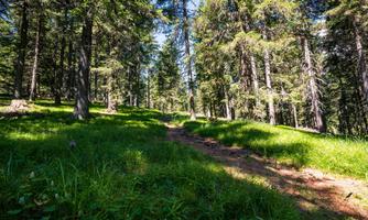 A sunny forest path between tall trees. The grassy terrain feels calm and inviting.