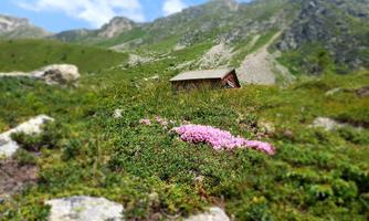 A picturesque mountain landscape with green meadows and pink flowers. In the background stands a small cabin, surrounded by tall mountains and a blue sky.
