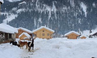 A winter landscape with snow-covered houses and animals on the path. In the background, tall mountains and dense forest can be seen.