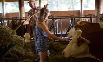 A girl is petting a cow in a barn, while a man in the background works with hay. The atmosphere is rural and familial.
