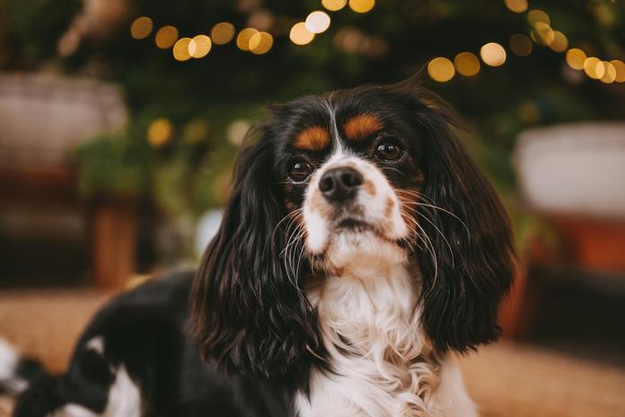 3. Fellnasen Advent in der Engelstadt