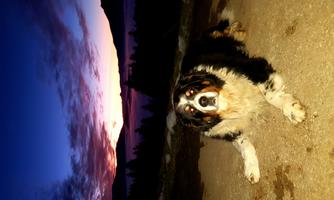 A St. Bernard dog is comfortably lying on the floor. In the background, the sunset is shining in the sky.