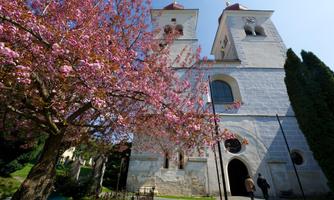 A church with two towers stands in the background, while in the foreground a cherry tree in full bloom is visible. The sky is clear and blue, and people are walking towards the church.