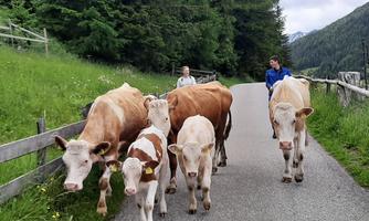 A group of cows is walking along a path, accompanied by two people. In the background, green forests and mountains can be seen.