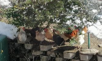 A group of chickens is standing under a tree. They are gathered on a wall made of wooden block stones.