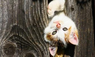 A playful cat looks through a wooden gap. Its spotted fur is clearly visible in the sunlight.