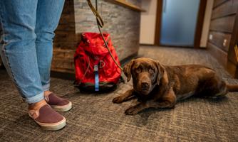 A dog is lying on the floor next to a person with red shoes and a red bag. The floor is carpeted and the walls are made of wood.