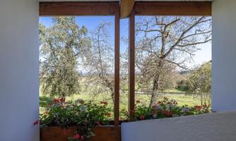 A beautiful view from a balcony with blooming plants. In the background, there are trees and a green meadow.