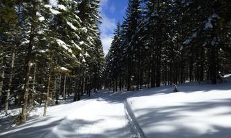 A snowy forest path between tall, snow-covered trees. The sky is clear and blue.
