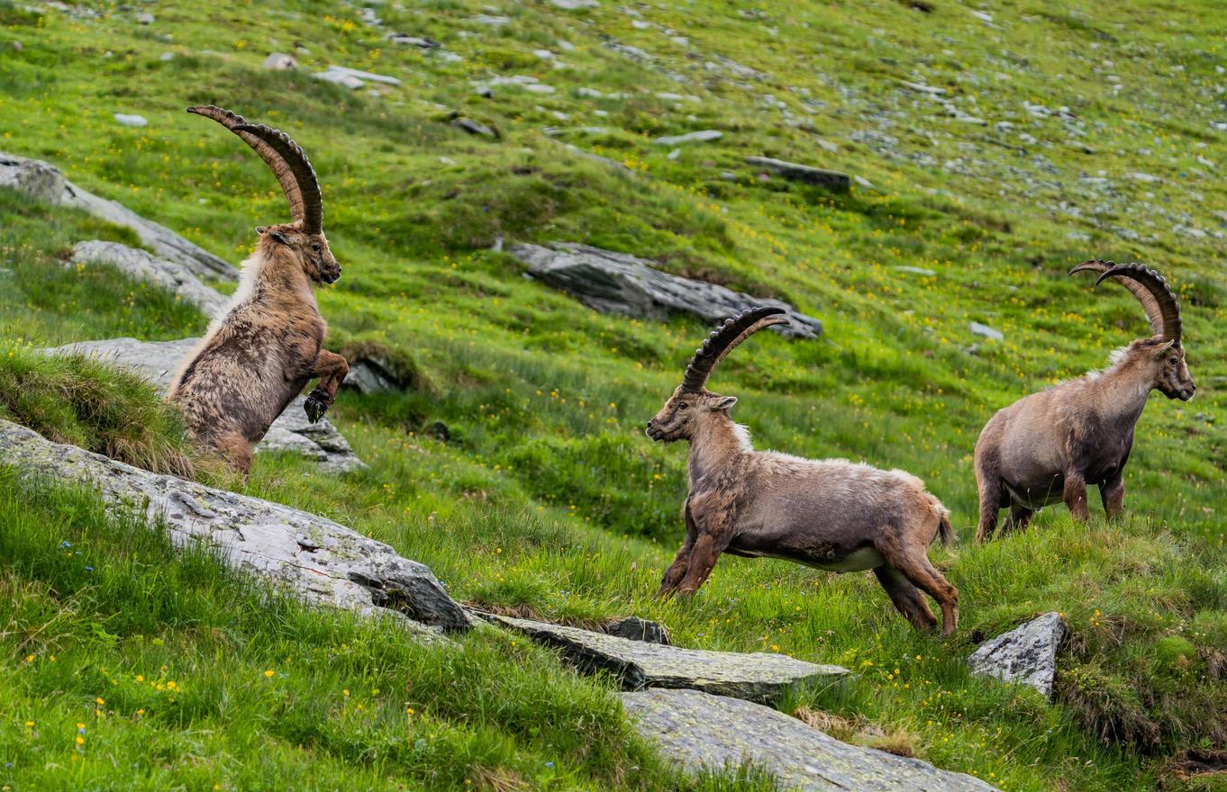 Steinböcke mit imposanten Hörnern in den österreichischen Alpen auf grüner Alm mit Felsen.