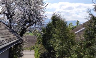 A tranquil landscape with blooming trees and green bushes. In the background, gentle hills and a clear sky can be seen.