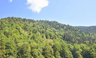 A beautiful hill with lush, green forest. The sky is clear and blue with some clouds.