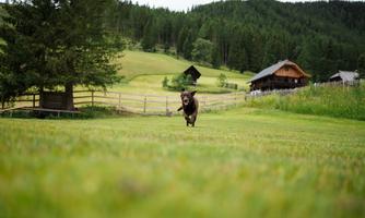 A dog is running on a green meadow. In the background, there are houses and wooded hills visible.