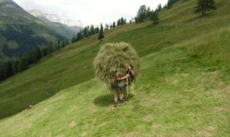A person is carrying a large pile of hay on a green hill. In the background, mountains and trees are visible.