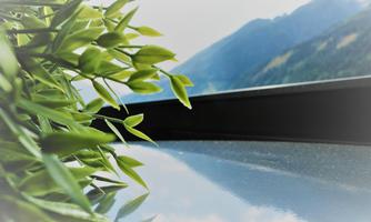 A green plant branch near a smooth surface. In the background, gentle hills and a vast landscape can be seen.