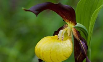 A beautiful yellow orchid with purple petals. It grows in a green environment.