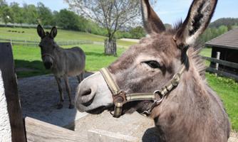 Two donkeys are standing in a meadow. In the background, trees and a pasture can be seen.