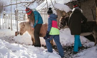 Three people are taking care of a pony and a donkey in the snow. They are wearing warm winter clothing and are in a successful winter landscape.