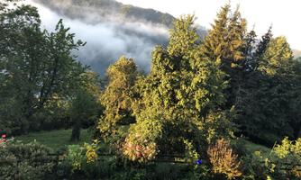 A green landscape with many trees and bushes. In the background, hills and fog can be seen, creating a calm atmosphere.
