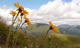 A group of yellow flowers grows on a hill with green meadows in the background. The sky is partly cloudy and the landscape stretches out to the mountains in the distance.