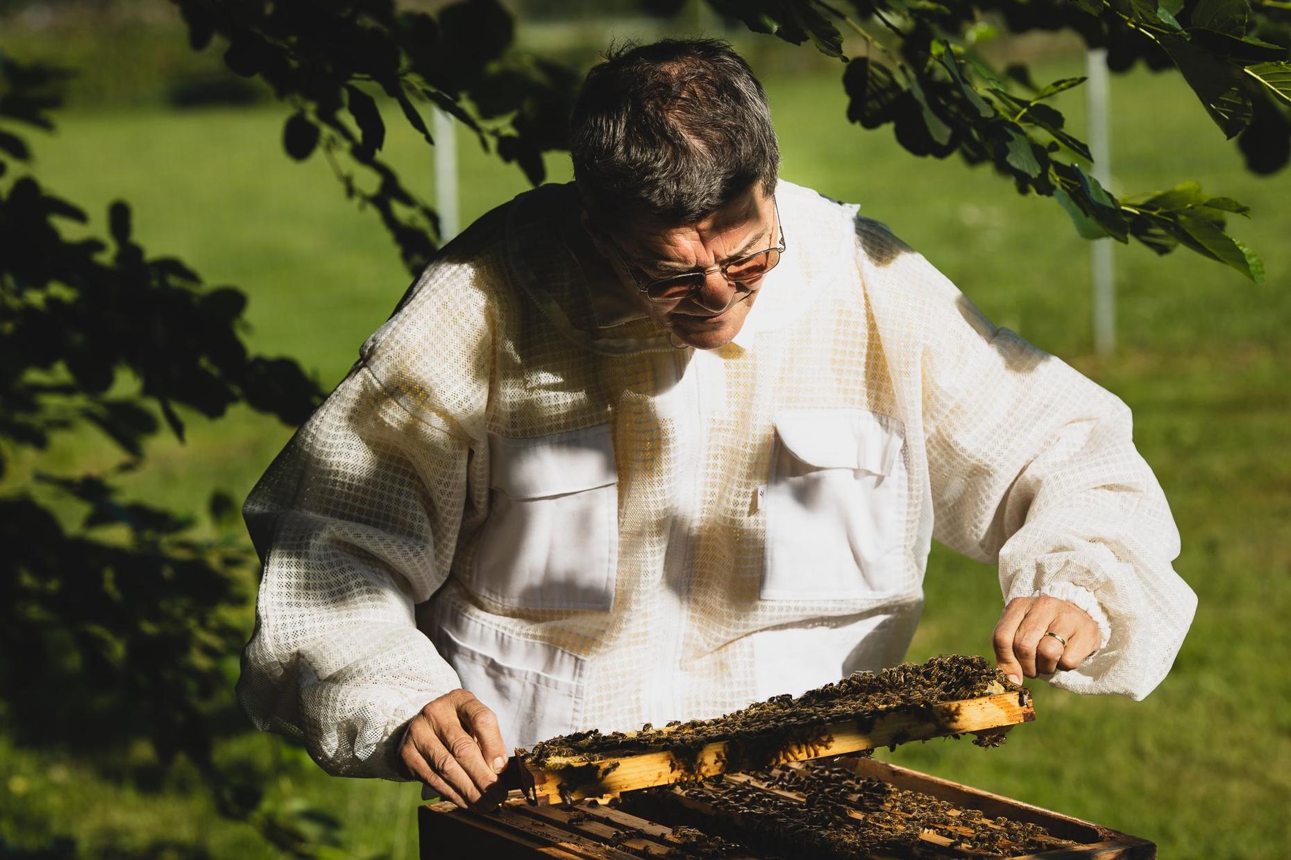 Imker in Schutzkleidung prüft Waben mit Bienen im Freien