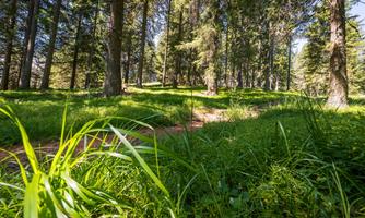 A beautiful forest with tall trees and lush greenery. The ground is covered with grass and a narrow path.