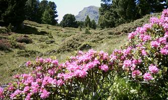 A picturesque landscape with pink flowers in the foreground. In the background, green trees and a mountain can be seen.