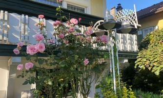 A beautiful garden with pink rose blossoms in front of a house. The plants create an inviting, green atmosphere.