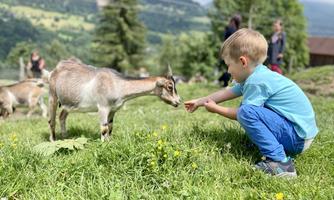 A boy is kneeling on a lawn and feeding a goat. In the background, there are more goats and people visible.