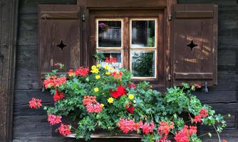 A window with open wooden shutters and colorful flower boxes. The flowers in red, yellow, and green give the old wooden house a charming look.