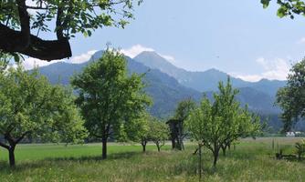 A picturesque landscape with green fruit trees and mountains in the background. The sky is clear and blue, ideal for a relaxing atmosphere.