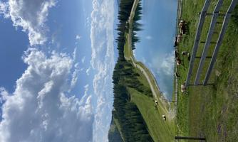 A beautiful mountain lake surrounded by green meadows and trees. Cows graze near the water under a clear sky.