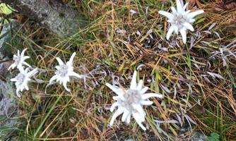 White edelweiss blooms on green grass between stones. The flowers are delicate and present themselves in a natural environment.