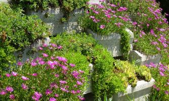 A staircase that is overgrown with colorful flowers and green grass. The pink flowers give the scene a lively and fresh impression.